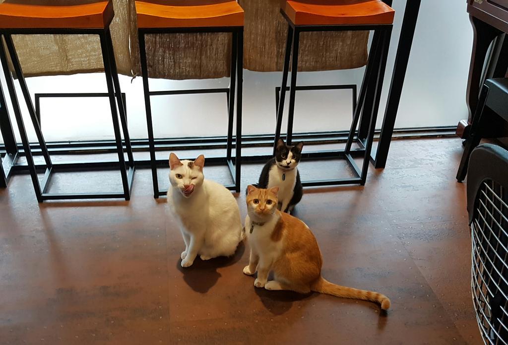 Meow G Cafe Hostel Hualien Eksteriør bilde